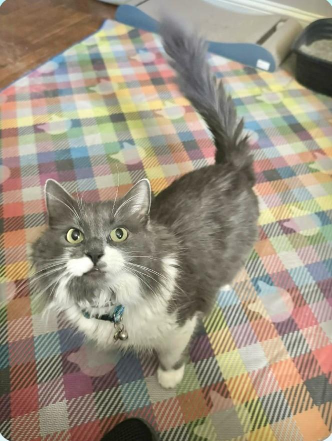 Enlarge Prin, a ADOPTABLE Domestic Long Hair in Springfield, PA image 1/3