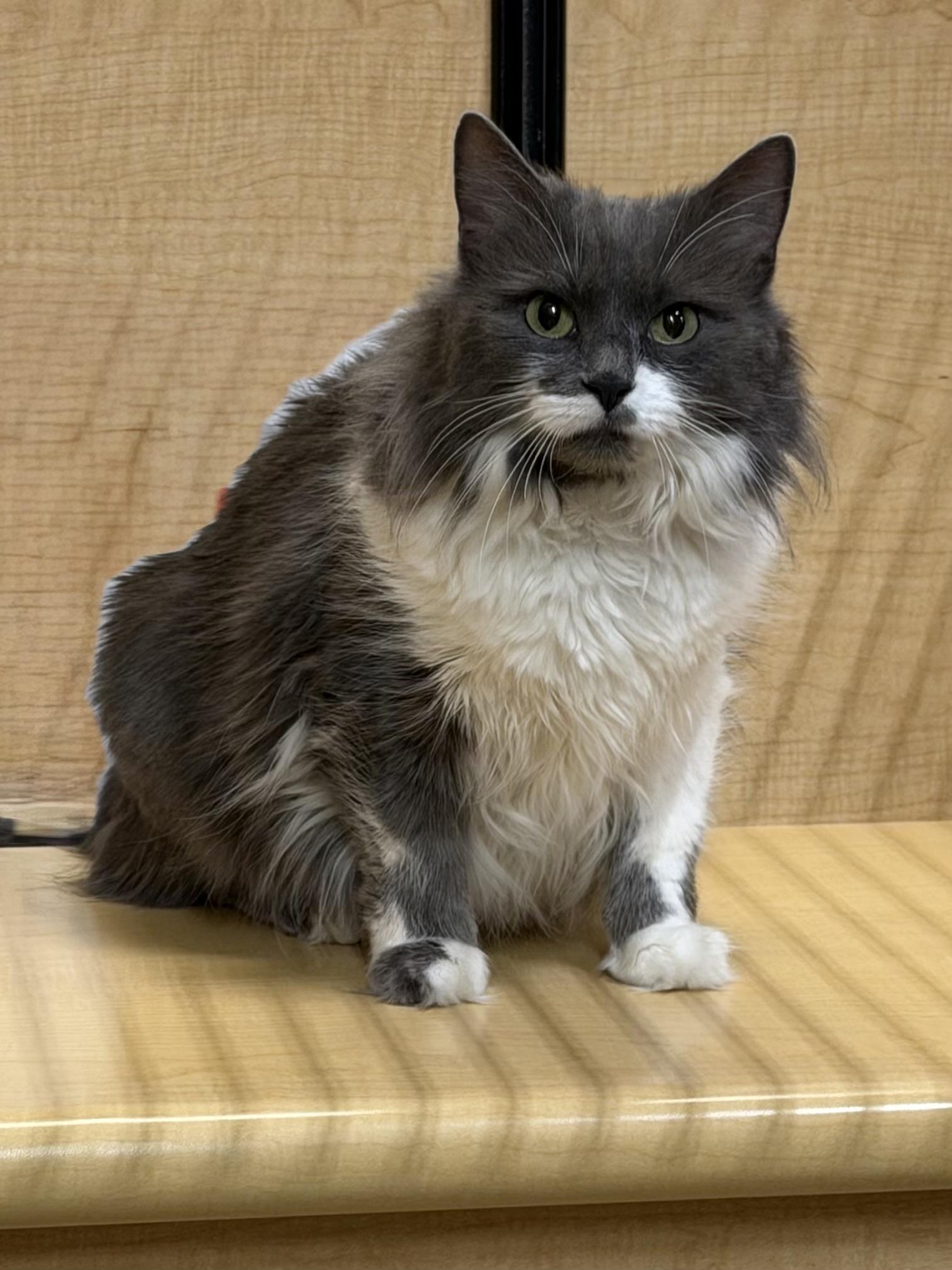 Enlarge Prin, a ADOPTABLE Domestic Long Hair in Springfield, PA image 3/3