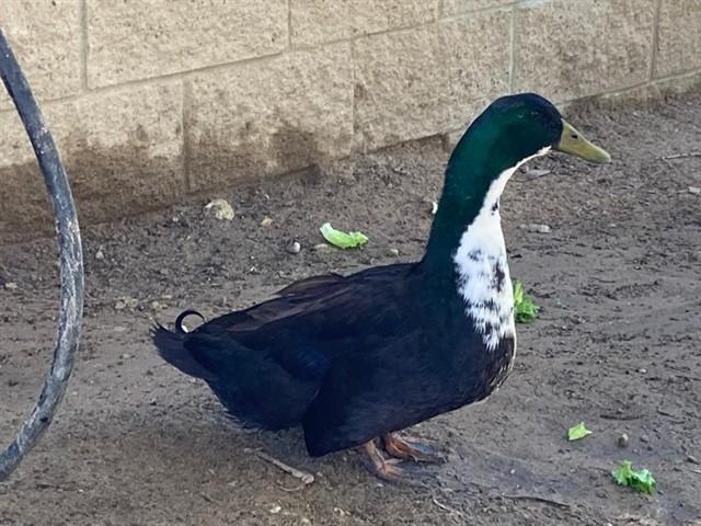 Enlarge DUCK VADER, a Adoptable Duck in Santa Maria, CA image 1/1