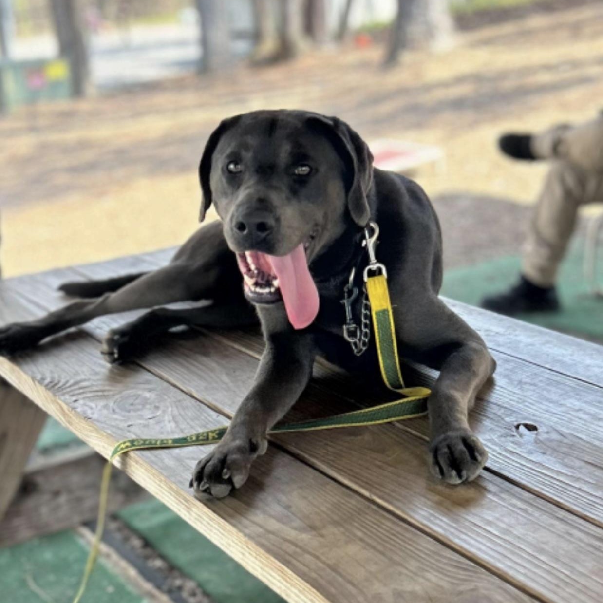 Luke, a ADOPTABLE mixed breed in Cedarburg, WI image 2/5