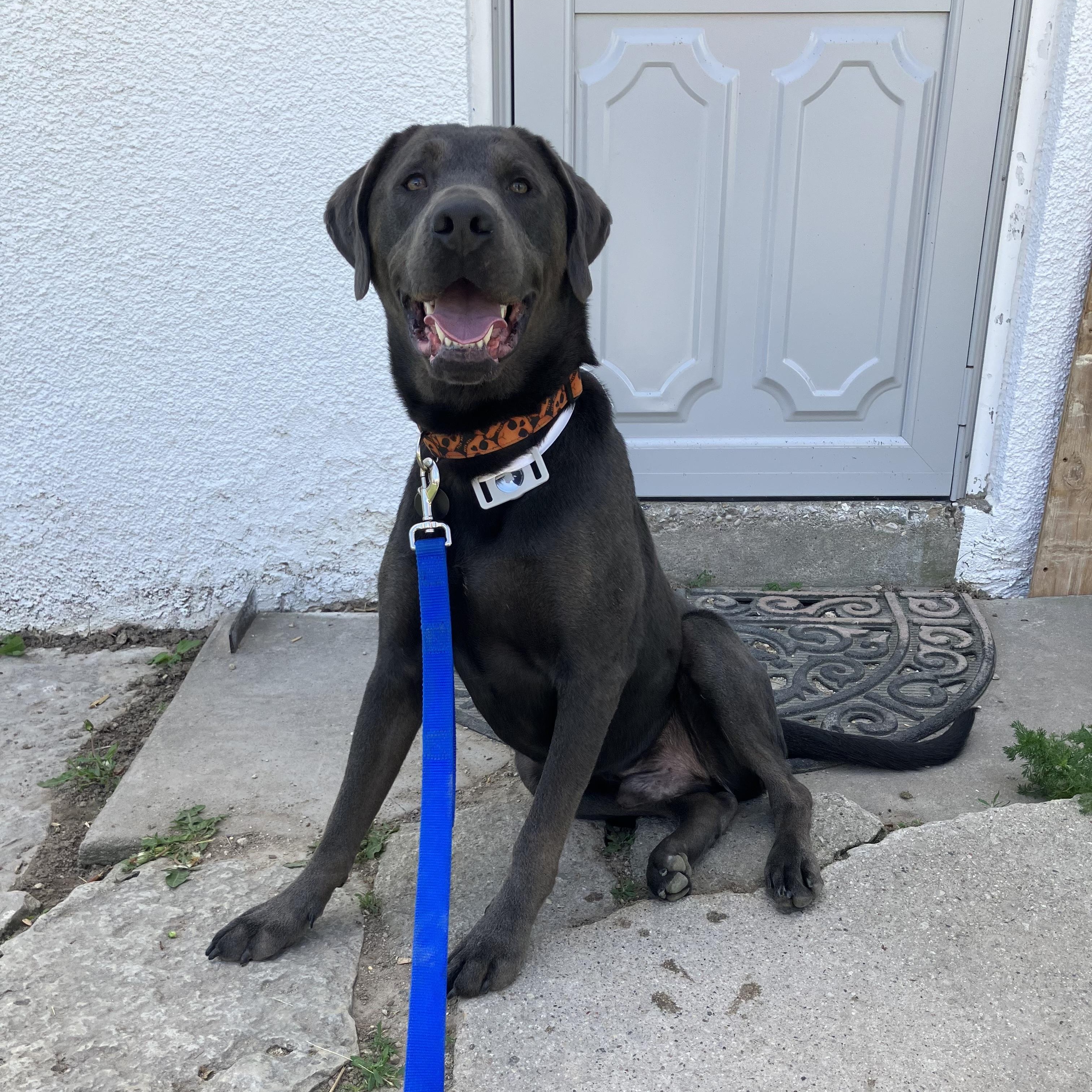 Luke, ADOPTABLE, Young Male Labrador Retriever & Weimaraner.