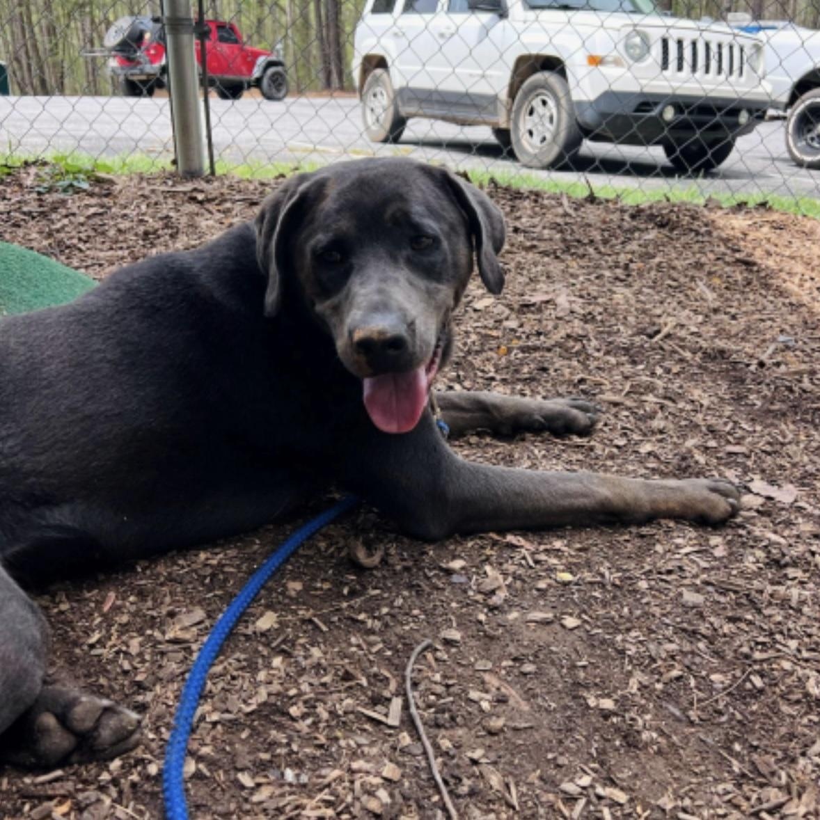 Luke, a ADOPTABLE mixed breed in Cedarburg, WI image 3/5