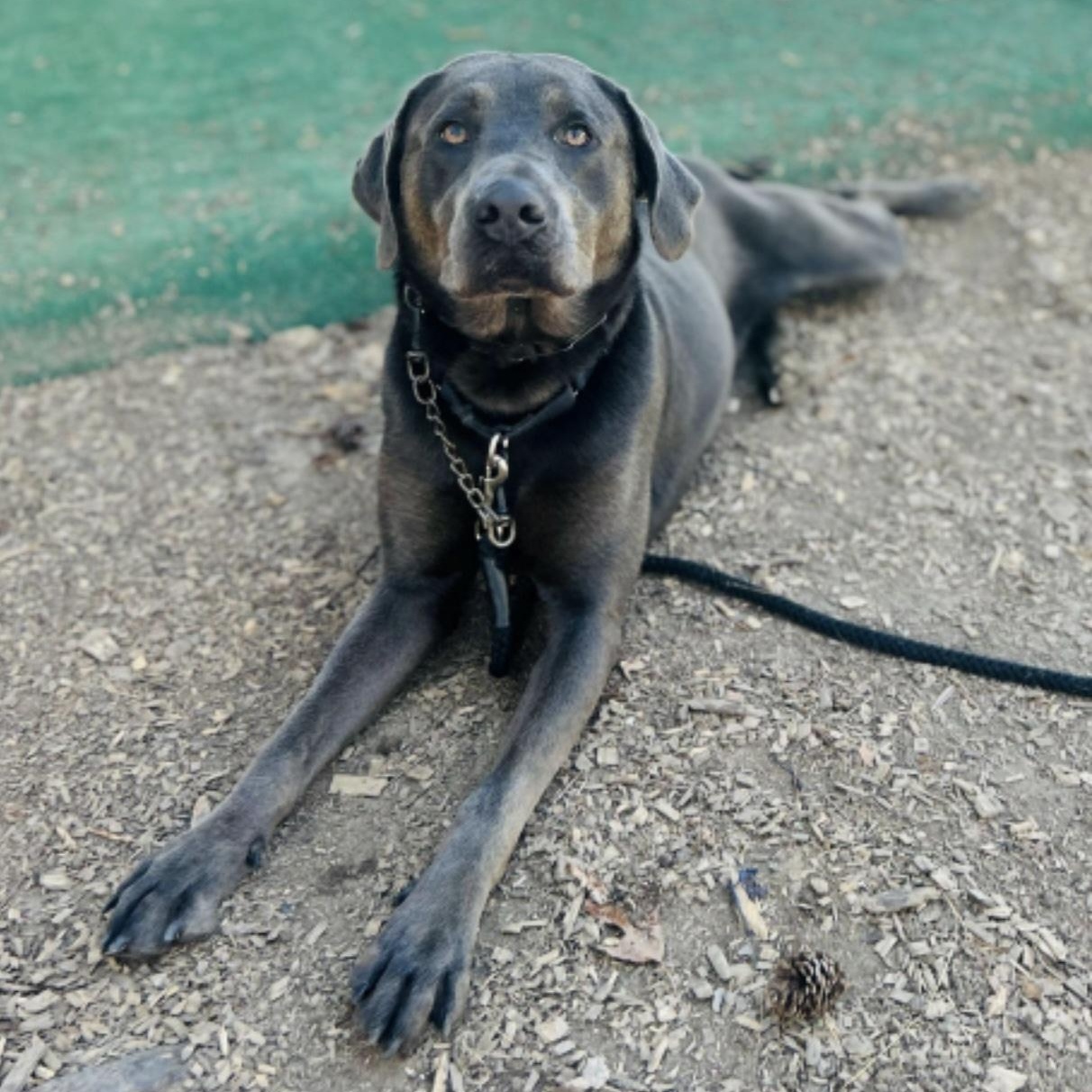 Luke, a ADOPTABLE mixed breed in Cedarburg, WI image 4/5