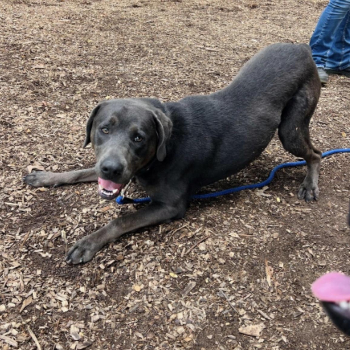 Luke, a ADOPTABLE mixed breed in Cedarburg, WI image 5/5