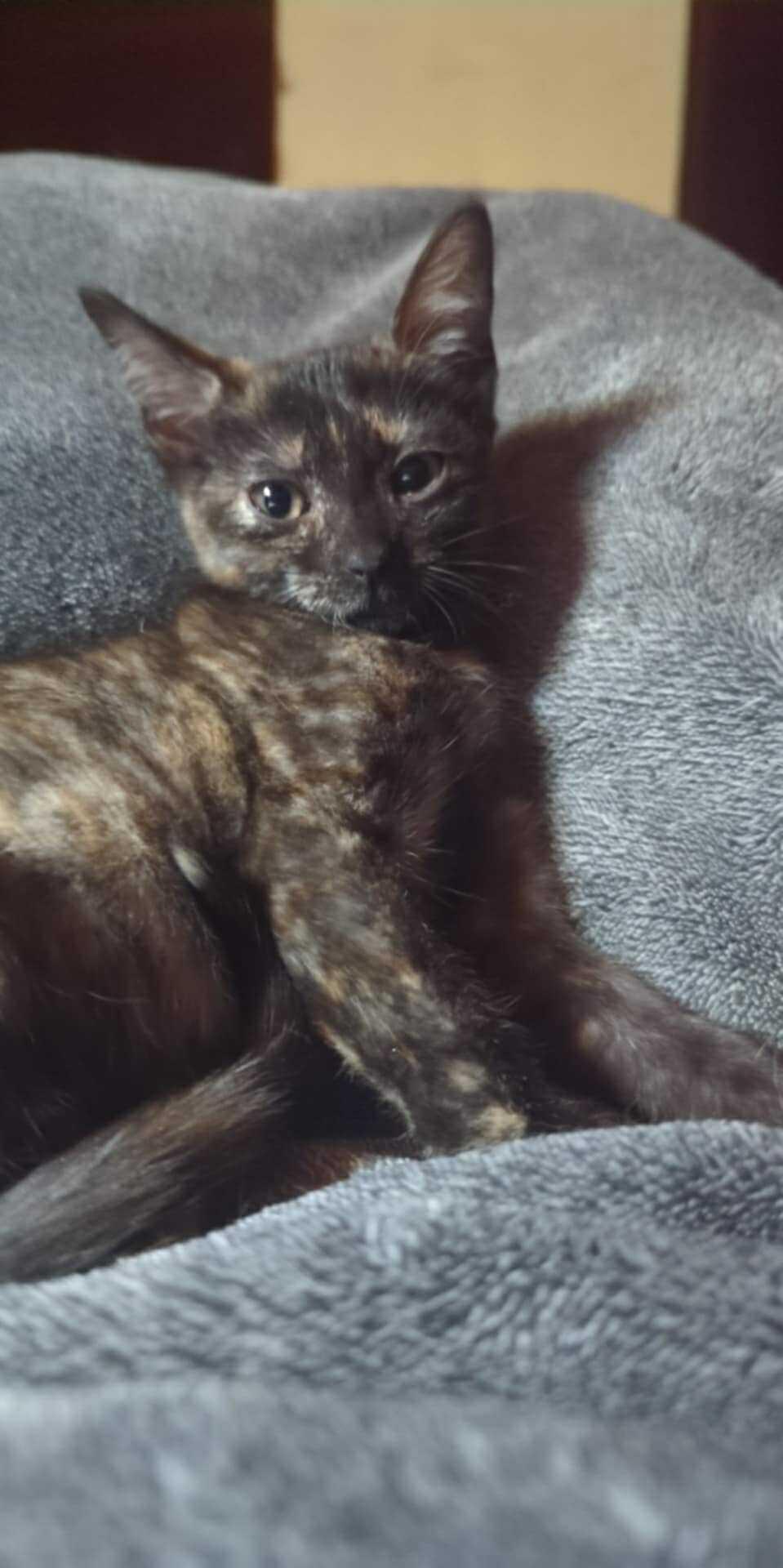 Enlarge Gravy, a Adoptable Domestic Short Hair in Tylertown, MS image 1/1