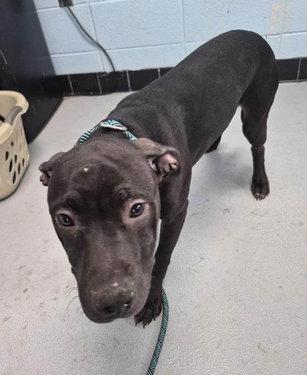 Pen 180 Dougie, Adoptable, Young Male Pit Bull Terrier.