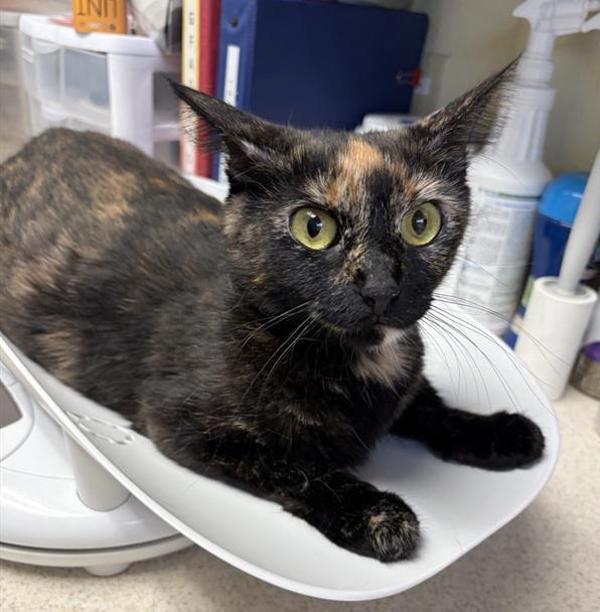 Enlarge Bee, a Adoptable mixed breed in Great Falls, MT image 1/1