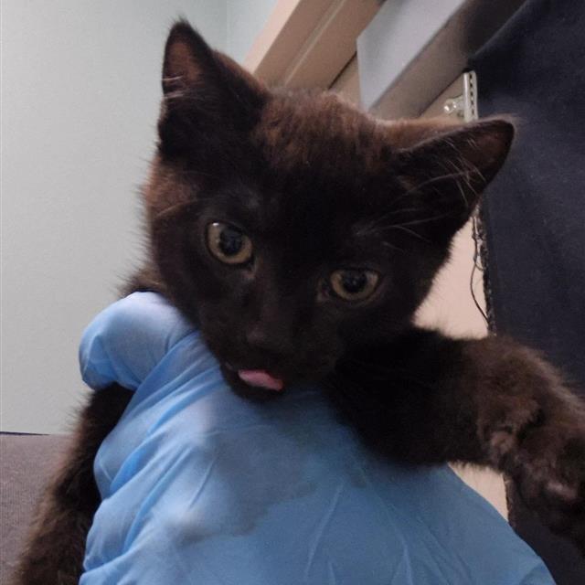 Enlarge Yellow, a Adoptable Domestic Short Hair in Tacoma, WA image 1/1