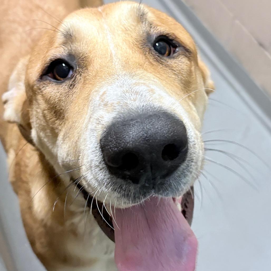 Gracie, Adoptable, Young Female Great Dane & Mixed Breed.