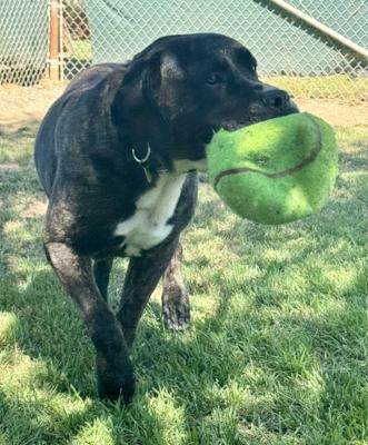 Enlarge Finn, a Adoptable mixed breed in Santa Paula, CA image 1/6