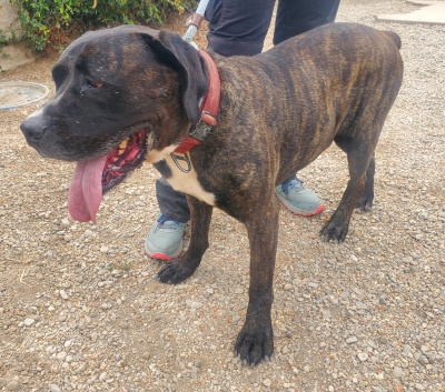 Enlarge Finn, a Adoptable mixed breed in Santa Paula, CA image 5/6