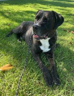 Enlarge Finn, a Adoptable mixed breed in Santa Paula, CA image 4/6