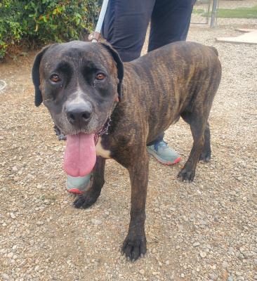Enlarge Finn, a Adoptable mixed breed in Santa Paula, CA image 2/6