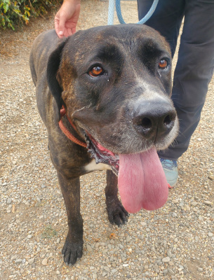 Enlarge Finn, a Adoptable mixed breed in Santa Paula, CA image 3/6