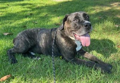 Finn — thumbnail 6