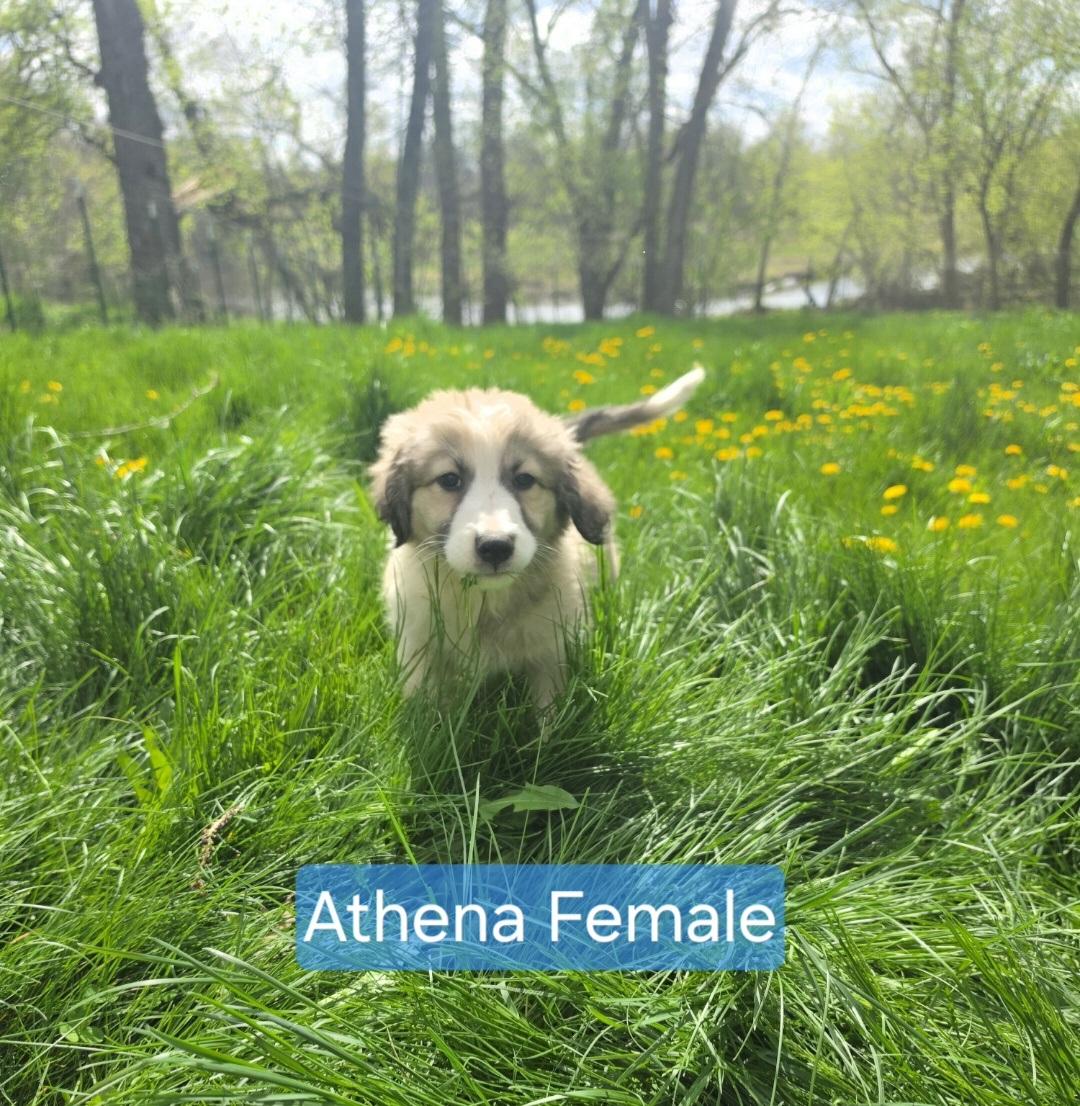 Athena ADOPT PENDING, a ADOPTABLE mixed breed in Union Grove, WI image 3/3