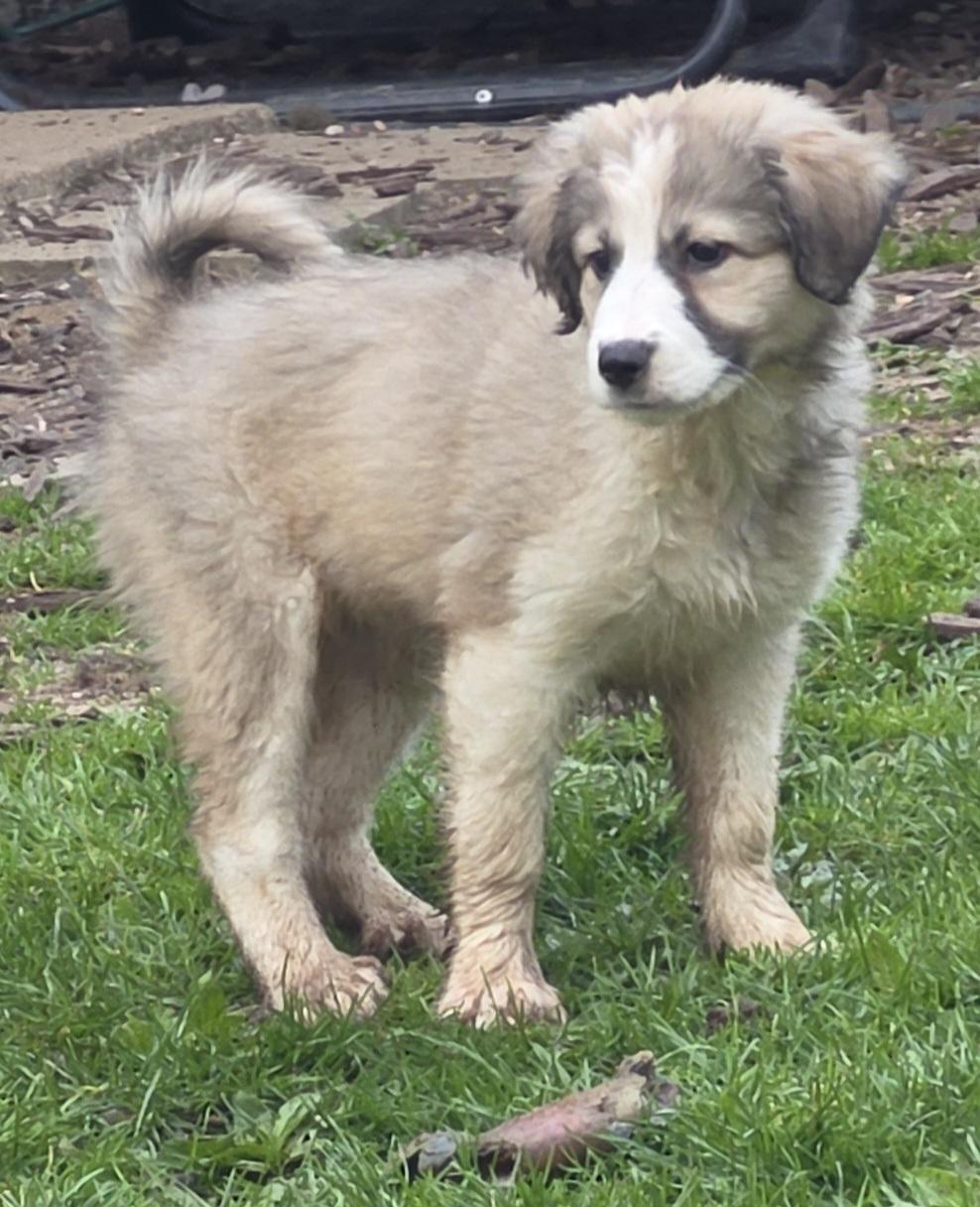 Athena ADOPT PENDING, a ADOPTABLE mixed breed in Union Grove, WI image 1/3
