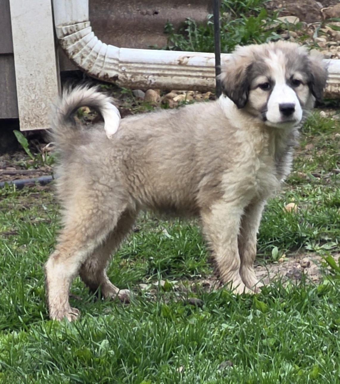 Athena ADOPT PENDING, a ADOPTABLE mixed breed in Union Grove, WI image 2/3