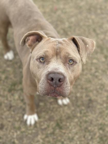 Candy Cane, Adoptable, Adult Male Pit Bull Terrier & Mixed Breed.