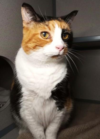 Enlarge Carmel, a Adoptable mixed breed in Waupaca, WI image 1/1