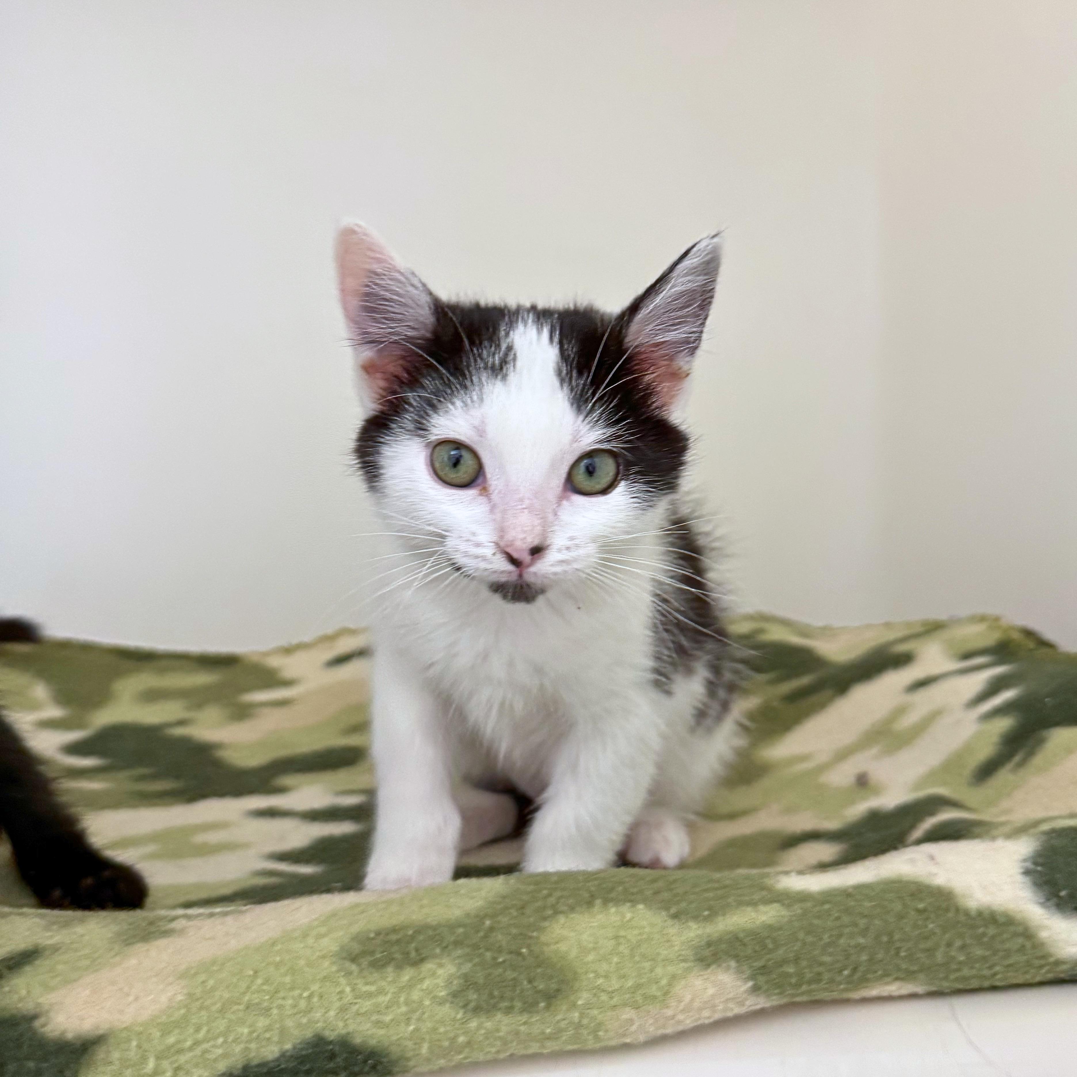 Tabby, an adopted Domestic Short Hair in Ridgway, CO image 1/6