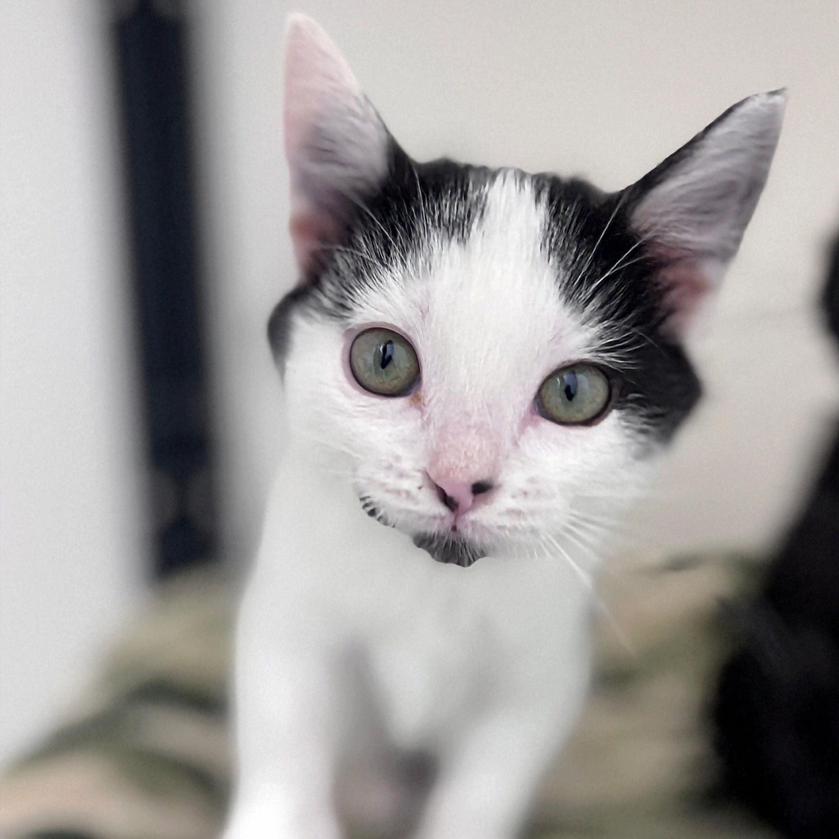Tabby, an adopted Domestic Short Hair in Ridgway, CO image 4/6