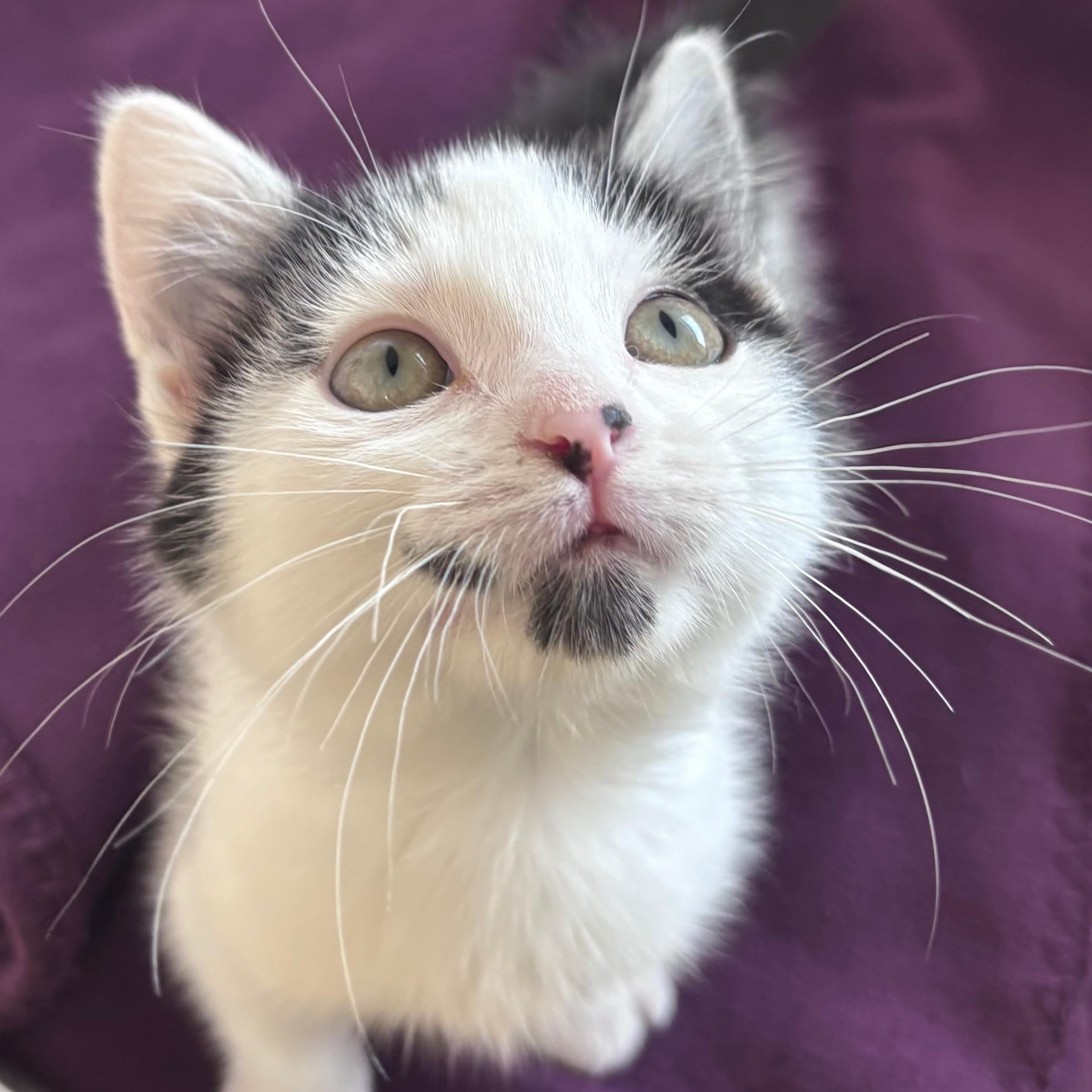 Tabby, an adopted Domestic Short Hair in Ridgway, CO image 6/6