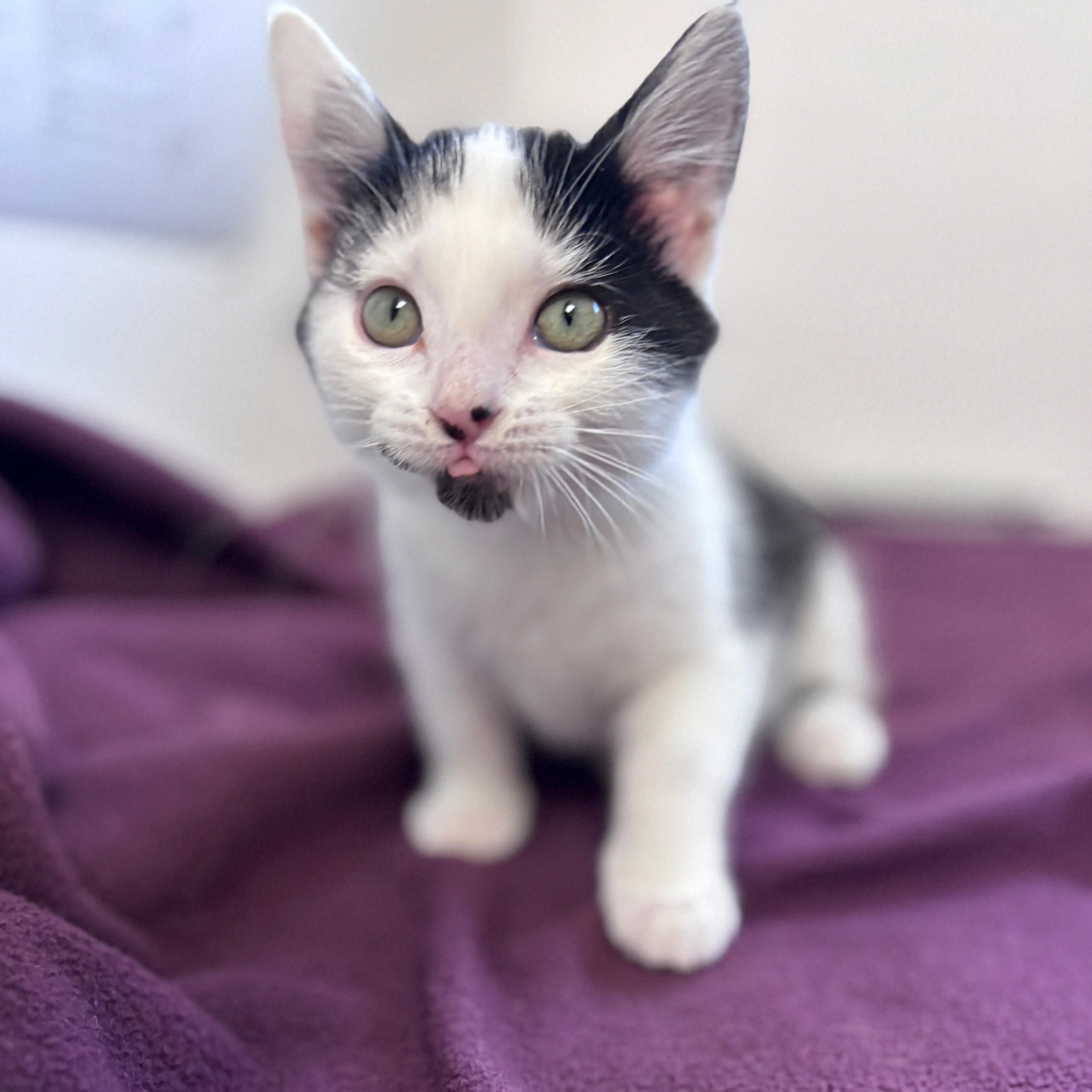 Tabby, an adopted Domestic Short Hair in Ridgway, CO image 5/6