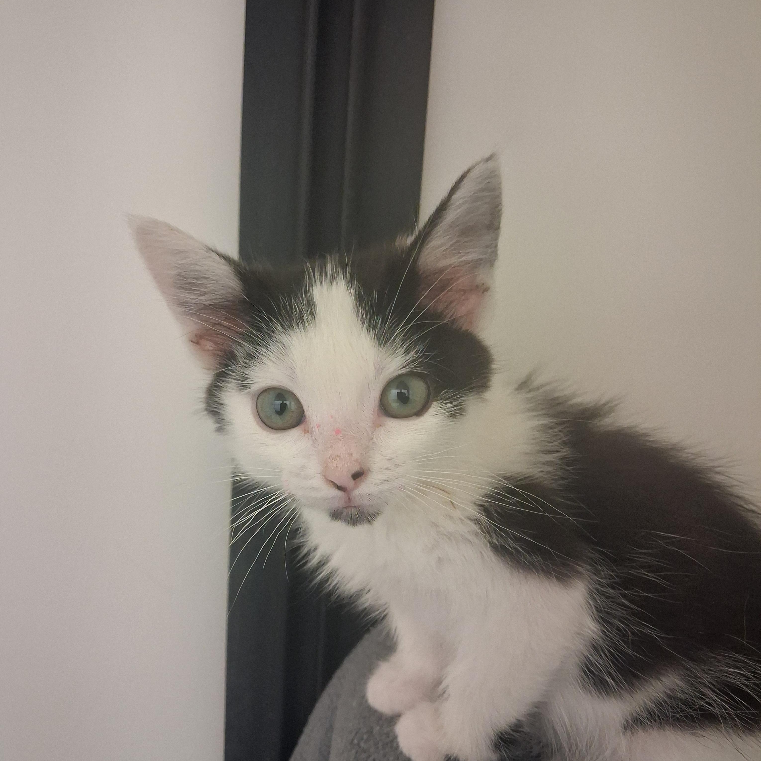 Tabby, an adopted Domestic Short Hair in Ridgway, CO image 2/6