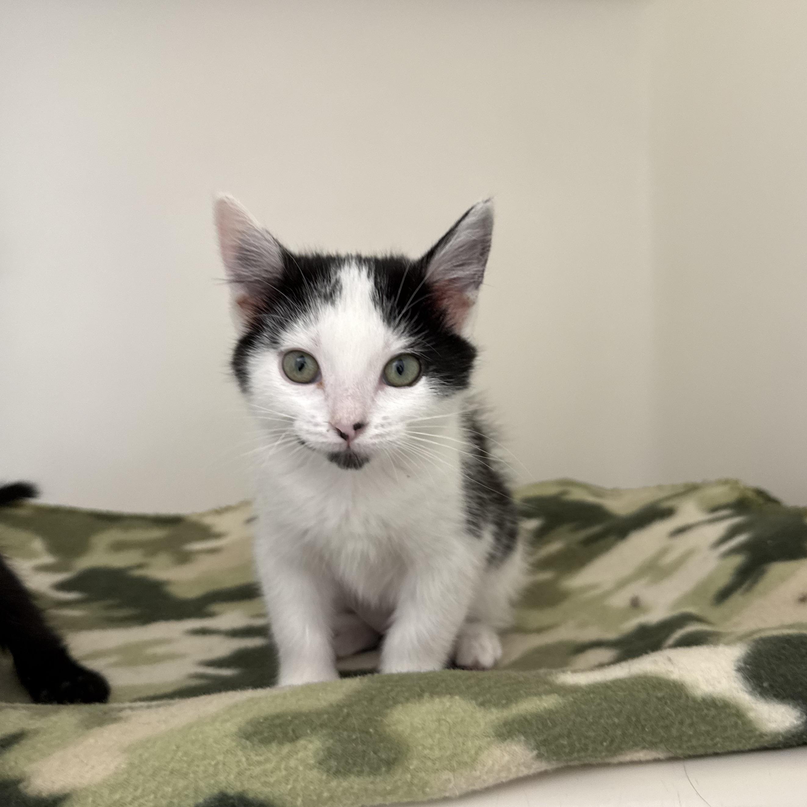 Tabby, an adopted Domestic Short Hair in Ridgway, CO image 3/6