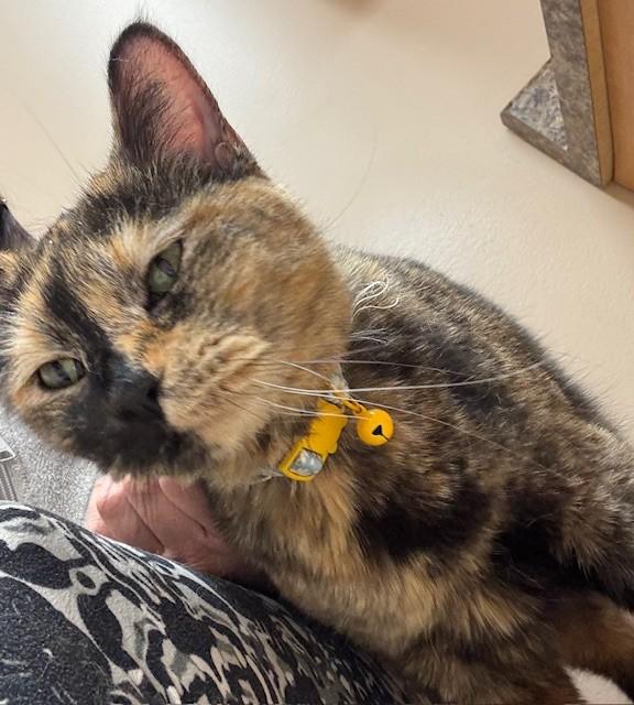 Cinnamon, adoptable, Adult Female Tortoiseshell.