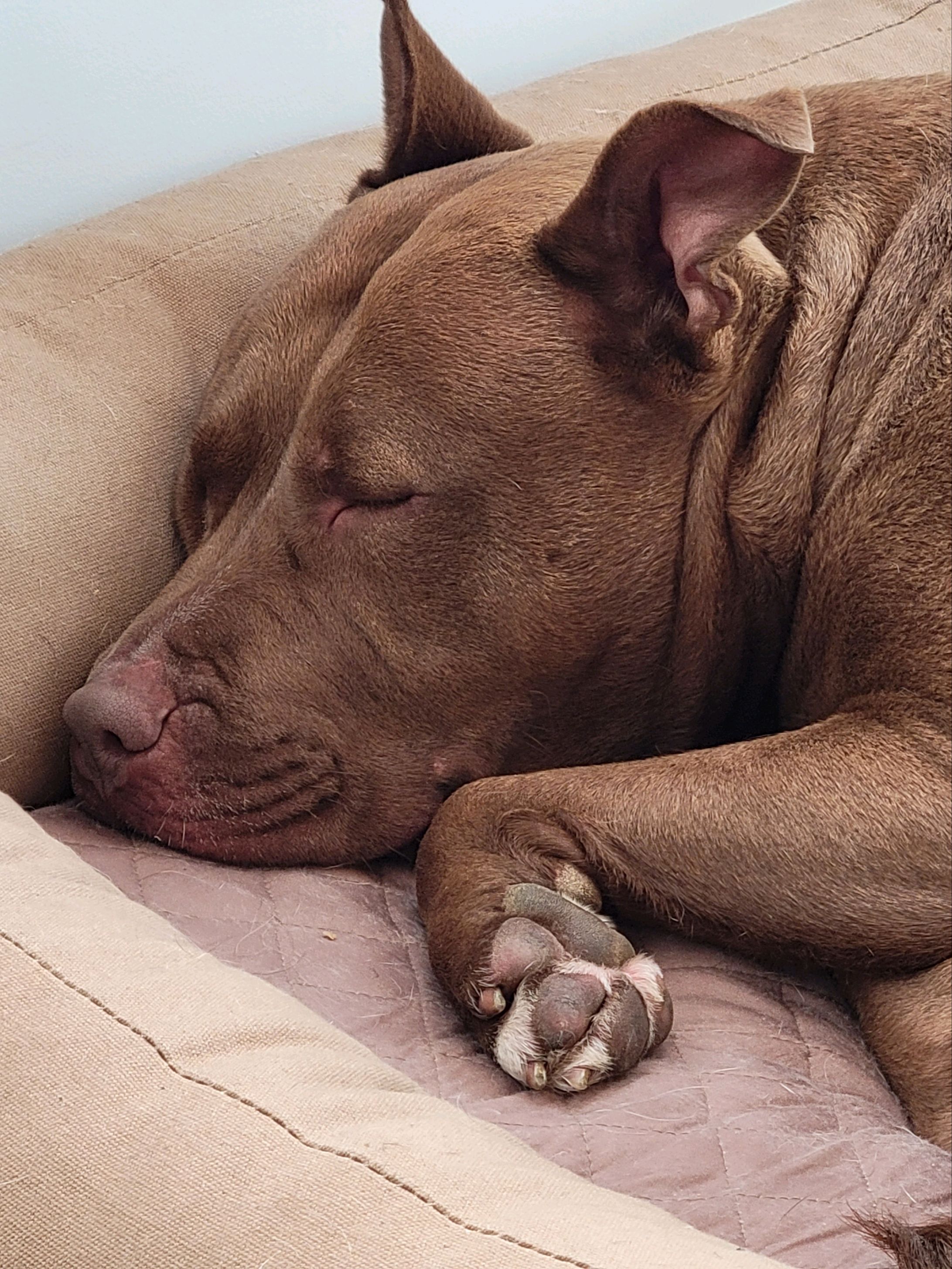 Enlarge Fianna, a Adoptable mixed breed in Indianapolis, IN image 5/6