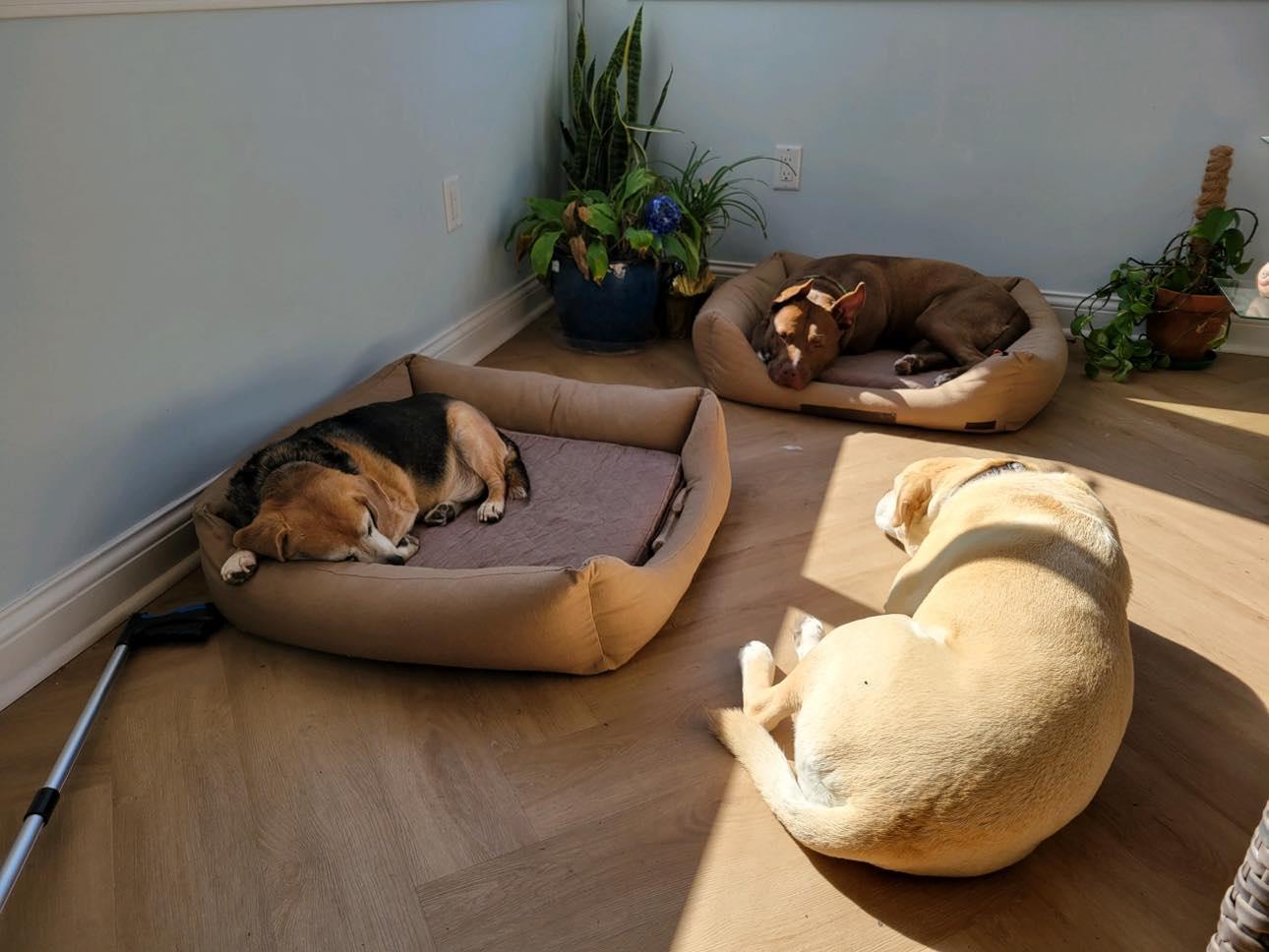 Enlarge Fianna, a Adoptable mixed breed in Indianapolis, IN image 6/6