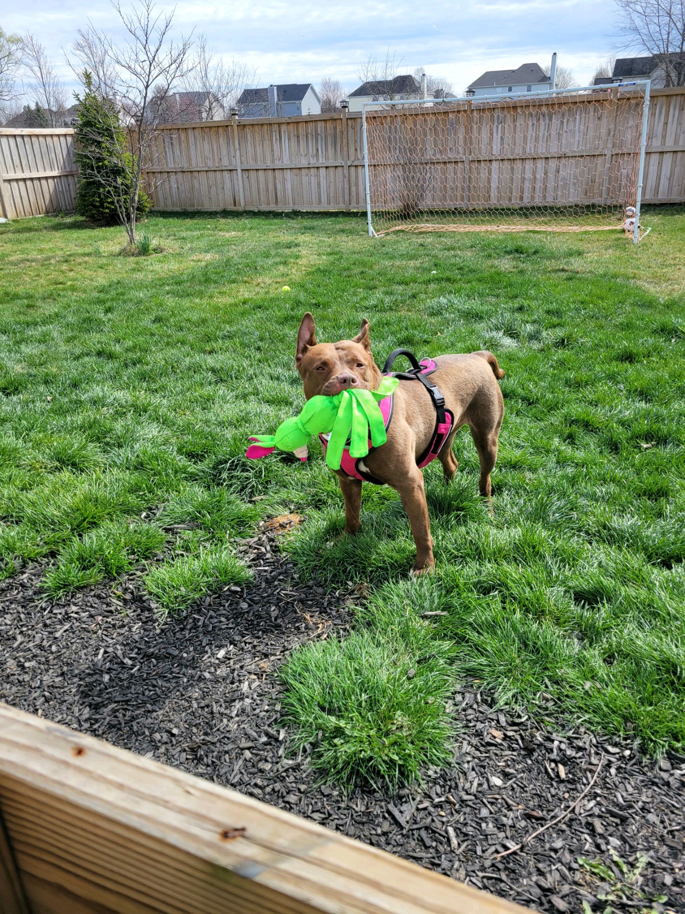 Enlarge Fianna, a Adoptable mixed breed in Indianapolis, IN image 3/6