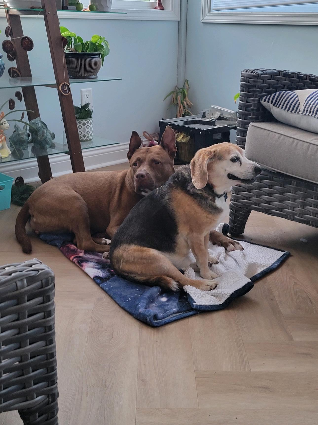 Enlarge Fianna, a Adoptable mixed breed in Indianapolis, IN image 4/6