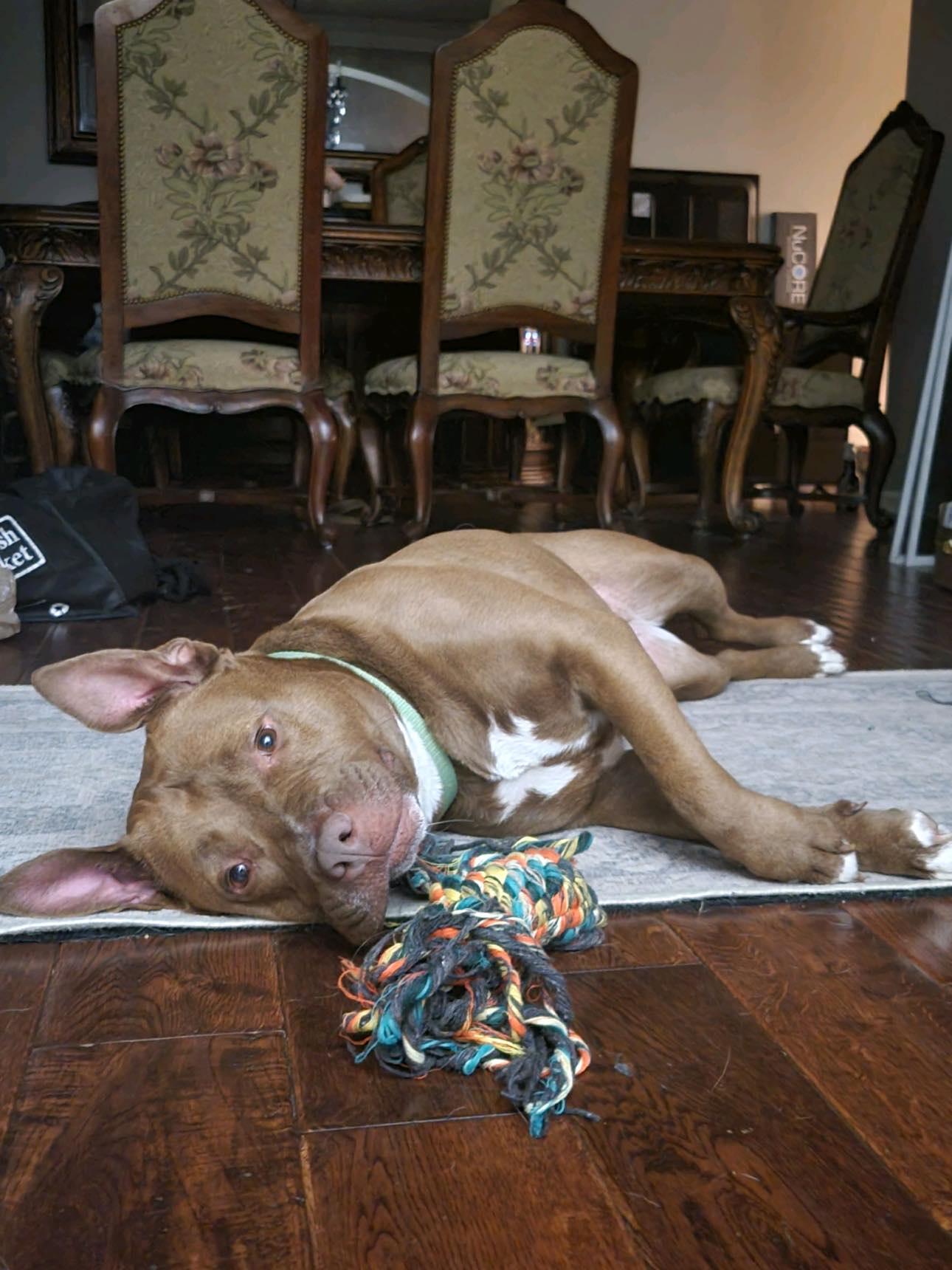 Enlarge Fianna, a Adoptable mixed breed in Indianapolis, IN image 2/6