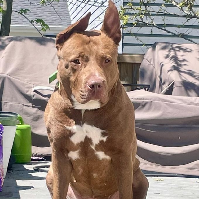 Enlarge Fianna, a Adoptable mixed breed in Indianapolis, IN image 1/6