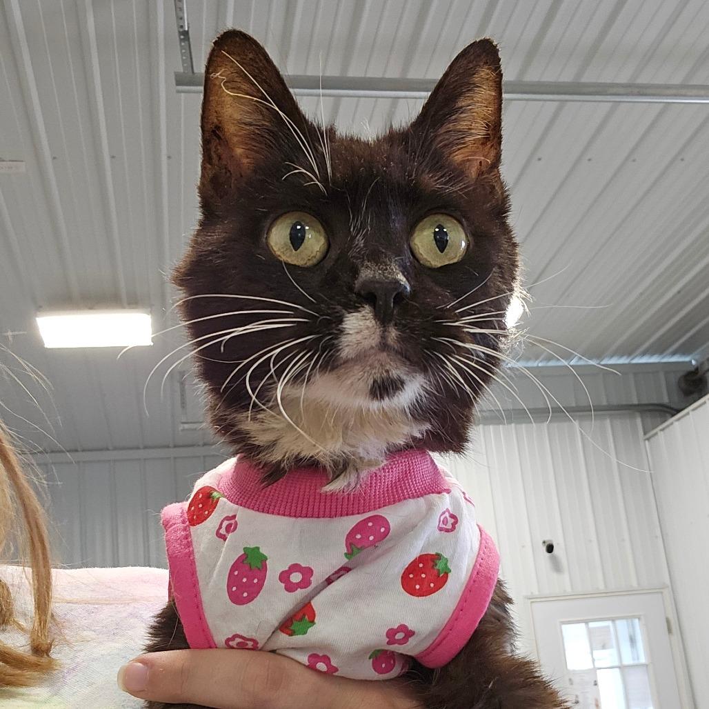 Mr.Annie, Adoptable, Senior Male Domestic Short Hair.