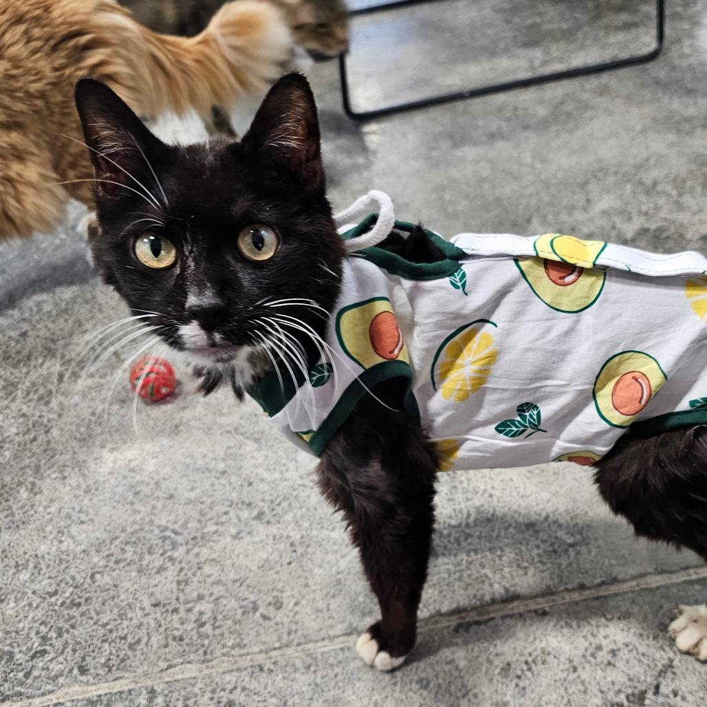 Mr.Annie, a Adoptable Domestic Short Hair in Corydon, IN image 2/3