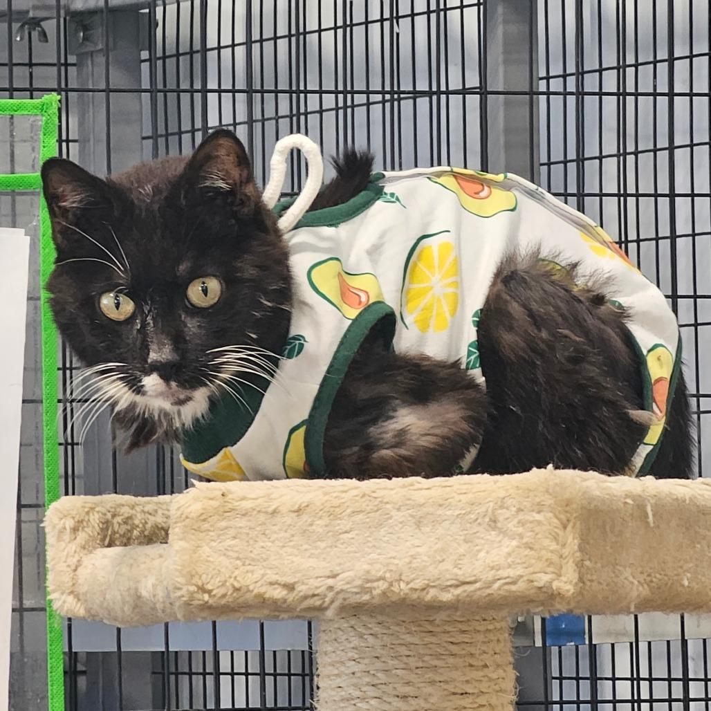 Mr.Annie, a Adoptable Domestic Short Hair in Corydon, IN image 3/3