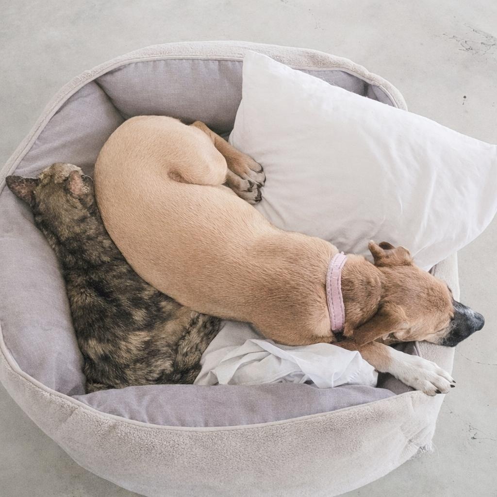 Tilly — thumbnail 2