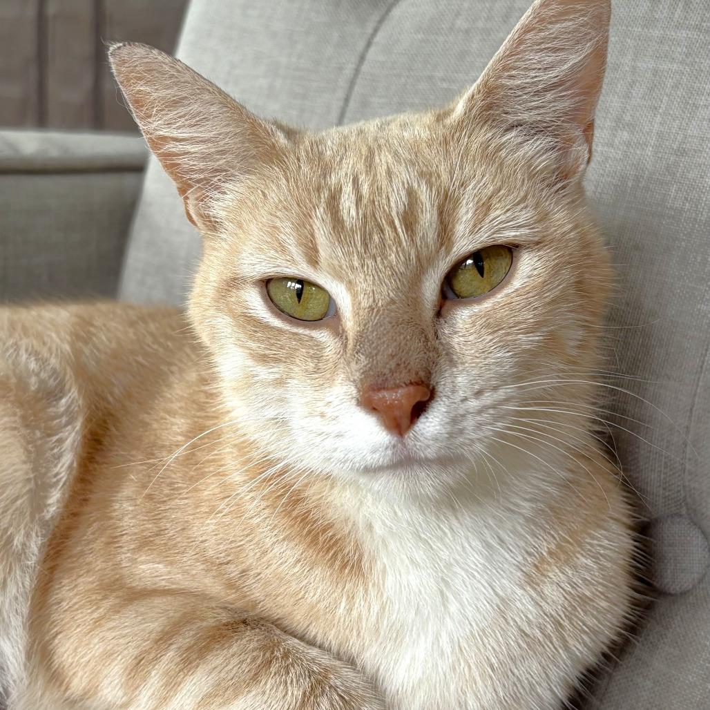 Momma, Adoptable, Adult Female Domestic Short Hair.