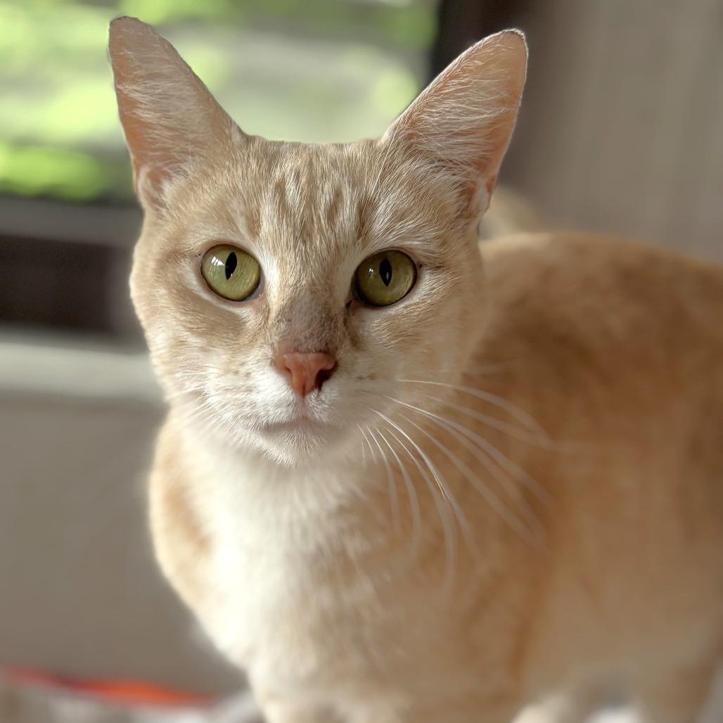 Momma, a Adoptable Domestic Short Hair in Michigan City, IN image 2/5