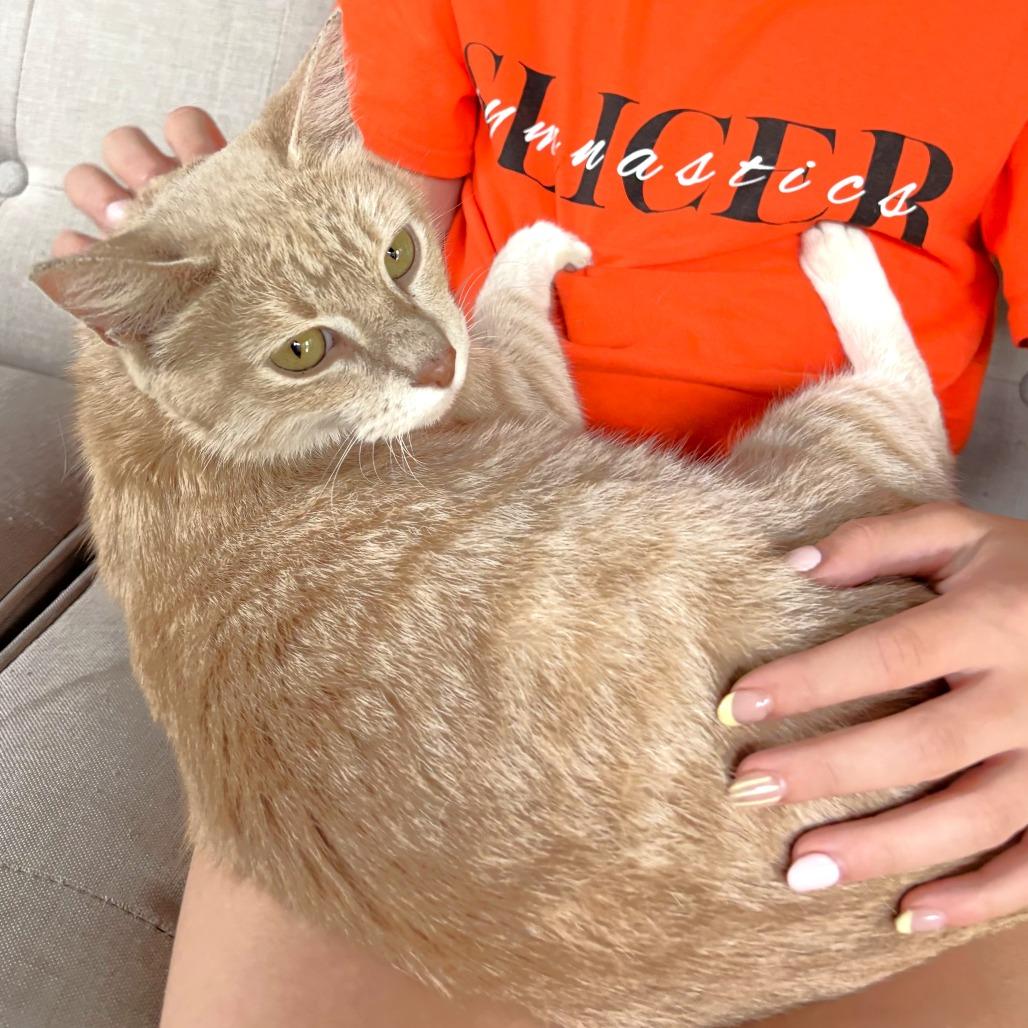 Momma, a Adoptable Domestic Short Hair in Michigan City, IN image 3/5