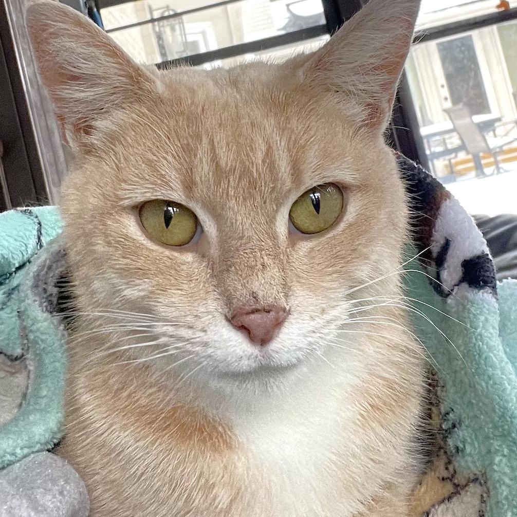 Momma, a Adoptable Domestic Short Hair in Michigan City, IN image 4/5