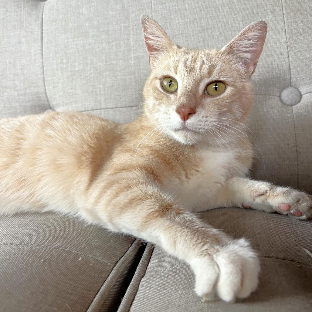 Momma, a Adoptable Domestic Short Hair in Michigan City, IN image 5/5