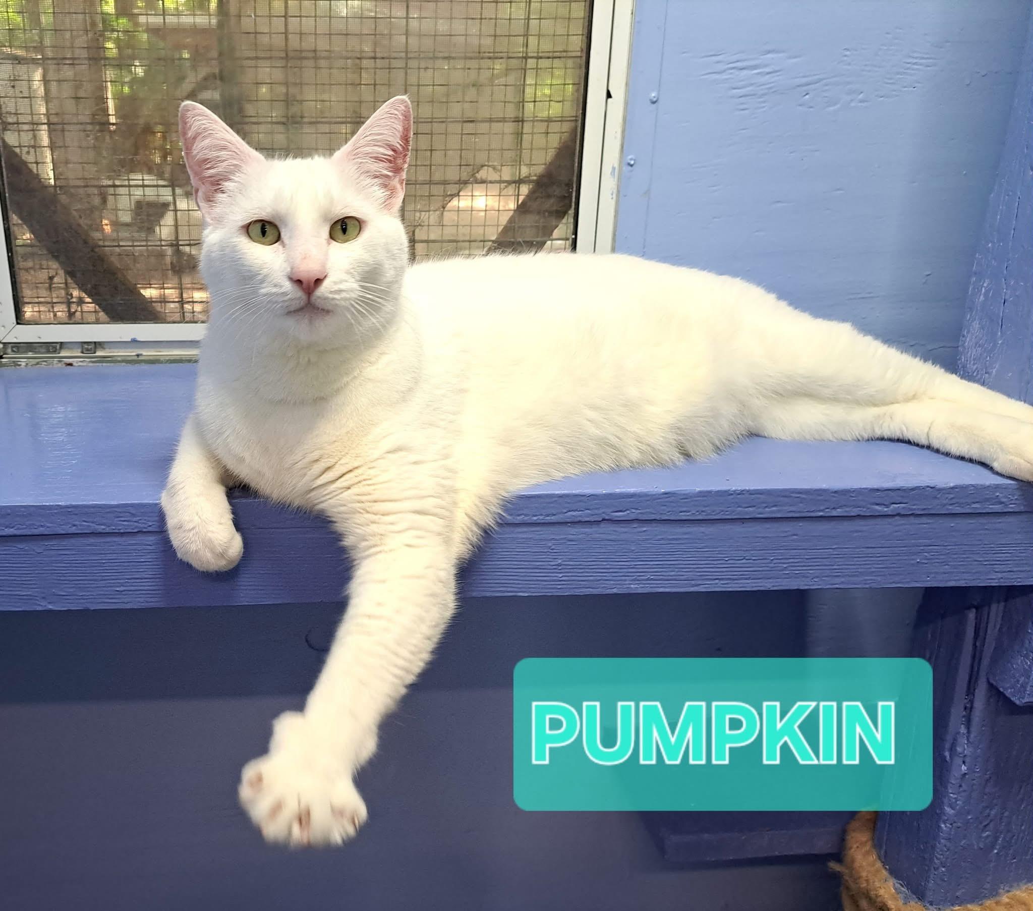 Pumpkin, Adoptable, Adult Male Domestic Short Hair.