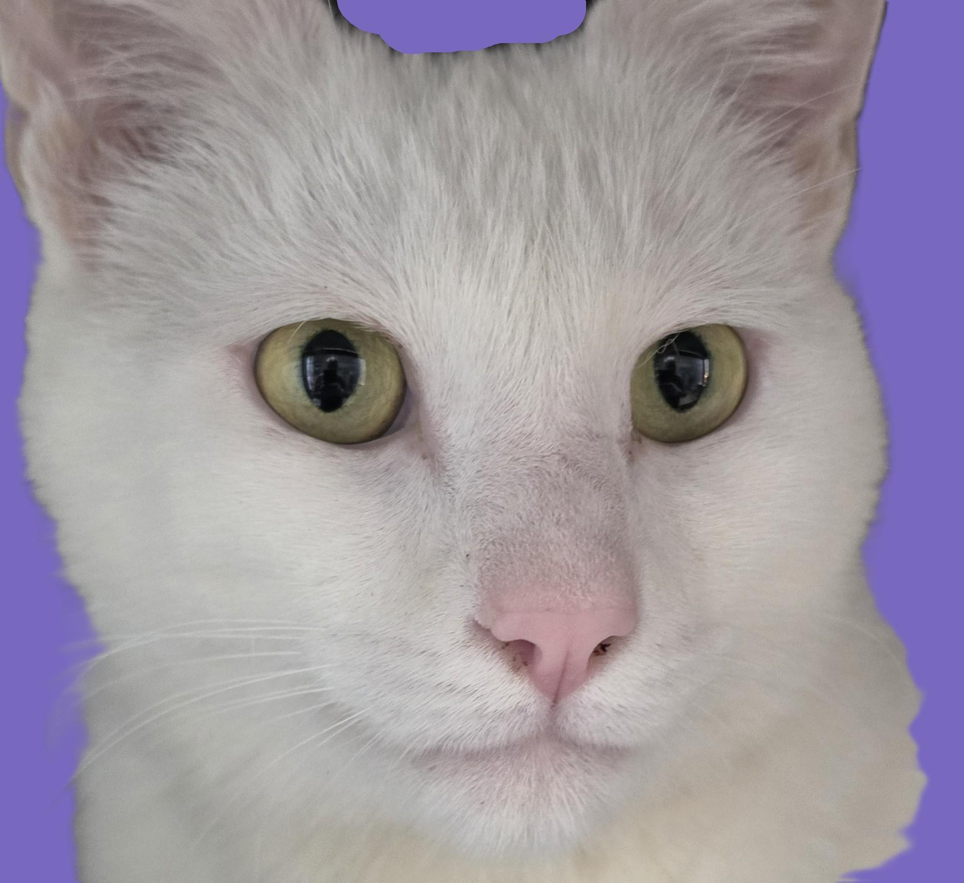 Enlarge Pumpkin, a Adoptable Domestic Short Hair in Savannah, GA image 2/6