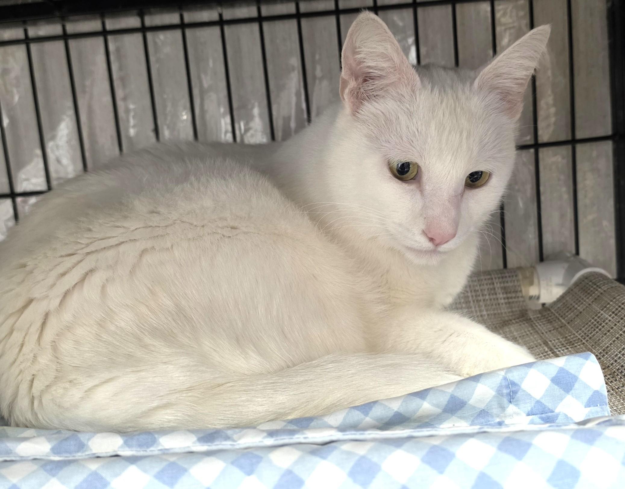 Enlarge Pumpkin, a Adoptable Domestic Short Hair in Savannah, GA image 3/6
