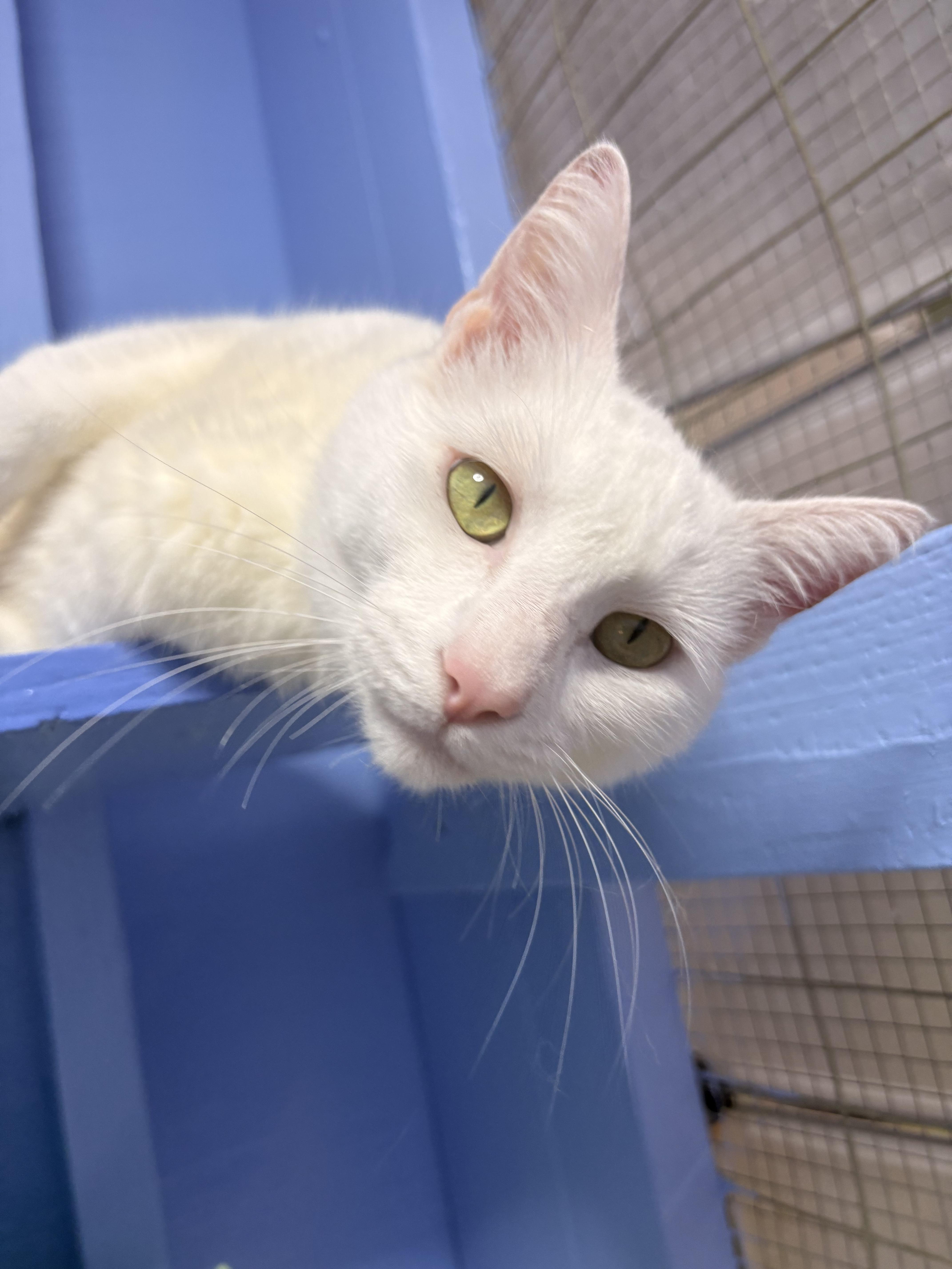 Enlarge Pumpkin, a Adoptable Domestic Short Hair in Savannah, GA image 4/6